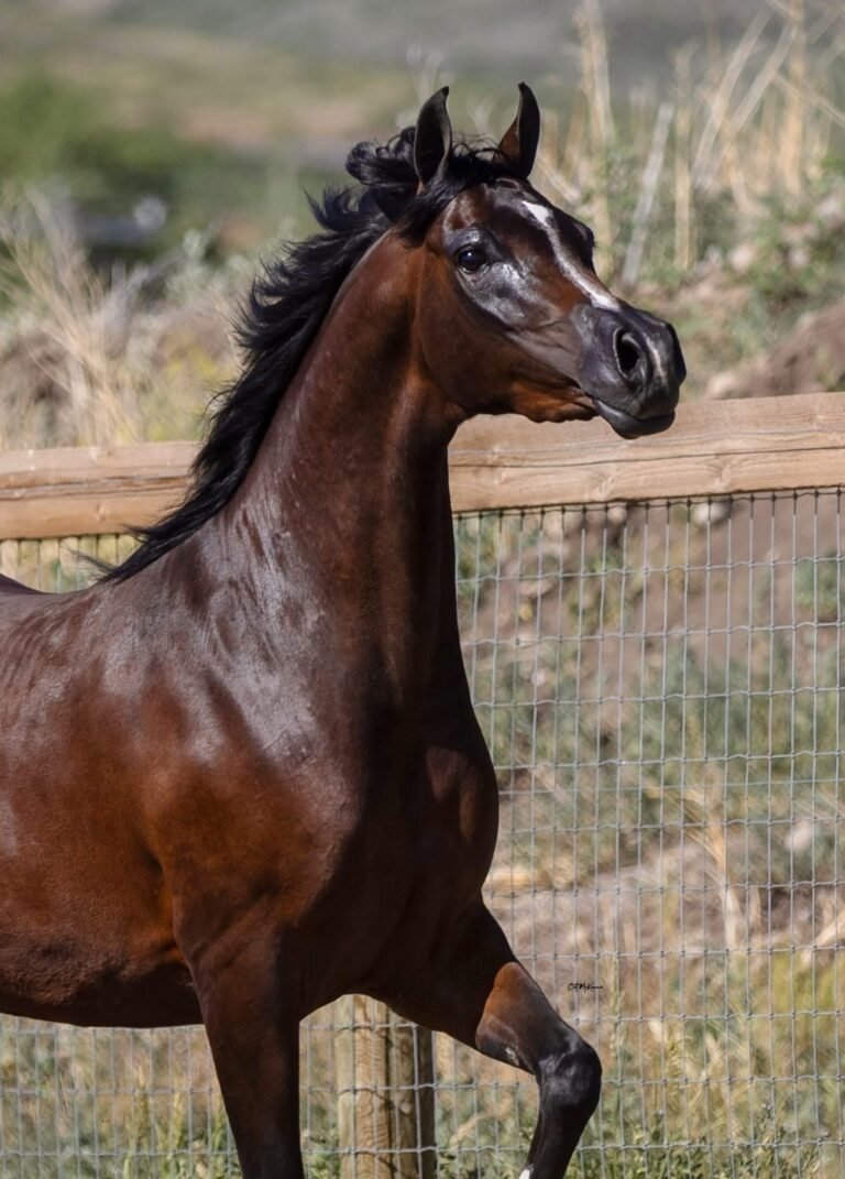 Réalisations et bovins d'exposition — for sale worldwide | Global Equine Marketplace