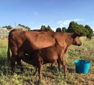 Red Poll Cattle for sale - Live stock animals for sale worldwide - Global Equine Marketplace