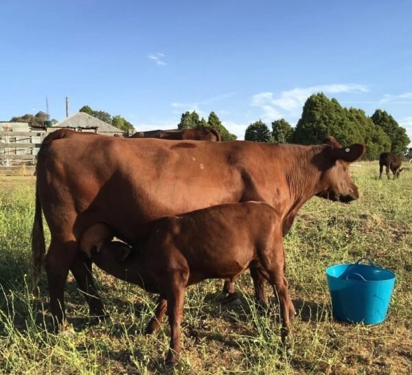 Red Poll Cattle for sale - Live stock animals for sale worldwide - Global Equine Marketplace