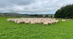 Review of 2023 Lamb Trading by Iain Turner - PJL for sale worldwide - Global Equine Marketplace