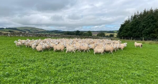 Review of 2023 Lamb Trading by Iain Turner - PJL for sale worldwide - Global Equine Marketplace Review of 2023 Lamb Trading by Iain Turner - PJL for sale worldwide - Global Equine Marketplace