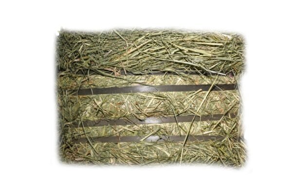 Rhodes Hay for sale worldwide - Global Equine Marketplace Rhodes Hay for sale worldwide - Global Equine Marketplace