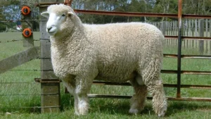 Romney Sheep for Sale - Live stock animals for sale worldwide - Global Equine Marketplace