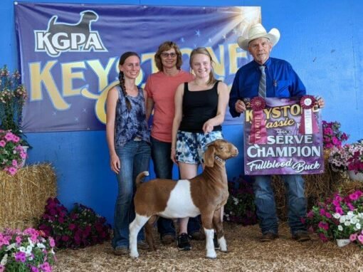 Sheep for Sale Worldwide: Export Guide | Global Equine Marketplace