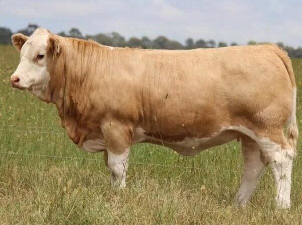 Simmental Cattle for Sale - Live stock animals for sale worldwide - Global Equine Marketplace