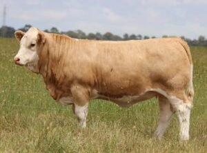 Simmental Cattle for Sale - Live Stock Farm USA for sale worldwide - Global Equine Marketplace Simmental Cattle for Sale - Live Stock Farm USA for sale worldwide - Global Equine Marketplace