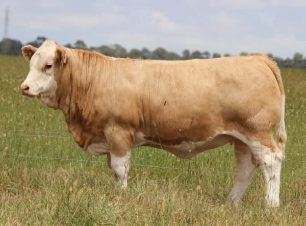 Simmental Cattle for Sale - Live Stock Farm USA for sale worldwide - Global Equine Marketplace Simmental Cattle for Sale - Live Stock Farm USA for sale worldwide - Global Equine Marketplace