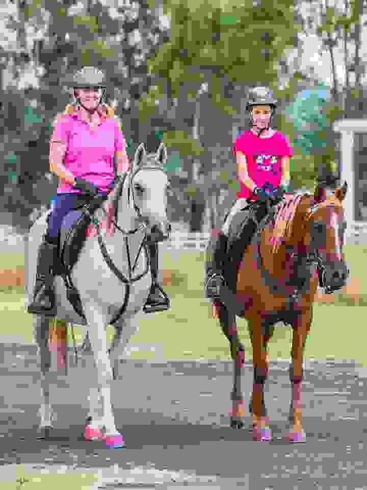 Sport Friesian Horses for Sale | Global Equine Marketplace