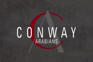 Straight Egyptian Arabian Bloodlines Explained | Global Equine Marketplace