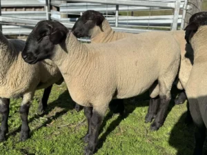 Suffolk Sheep for Sale - Live stock animals for sale worldwide - Global Equine Marketplace Suffolk Sheep for Sale - Live stock animals for sale worldwide - Global Equine Marketplace
