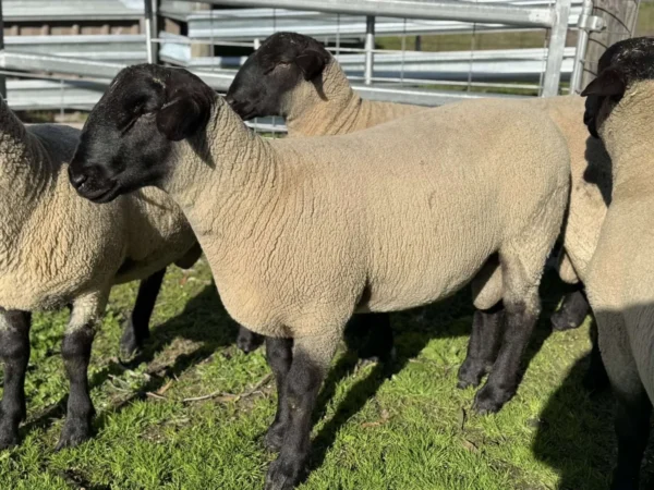 Suffolk Sheep for Sale - Live stock animals for sale worldwide - Global Equine Marketplace Suffolk Sheep for Sale - Live stock animals for sale worldwide - Global Equine Marketplace