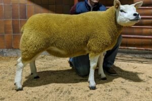 Texel Sheep for Sale for sale worldwide - Global Equine Marketplace Texel Sheep for Sale for sale worldwide - Global Equine Marketplace