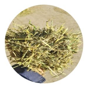 Timothy Hay vs Alfalfa: Which Is Best for Horses? | Global Equine Marketplace