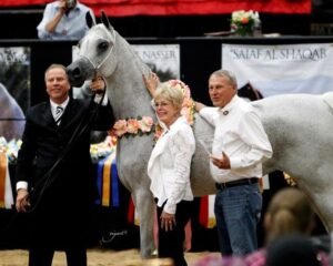 Vous recherchez des bovins pour votre AFU/Unité Viande ? - — for sale worldwide | Global Equine Marketplace