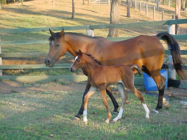 What Documents Does a Horse Need to Fly? | Global Equine Marketplace
