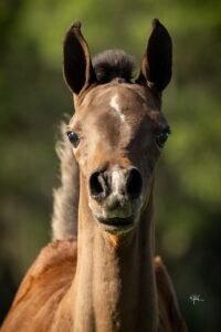 What Is a Broke Horse? | Global Equine Marketplace