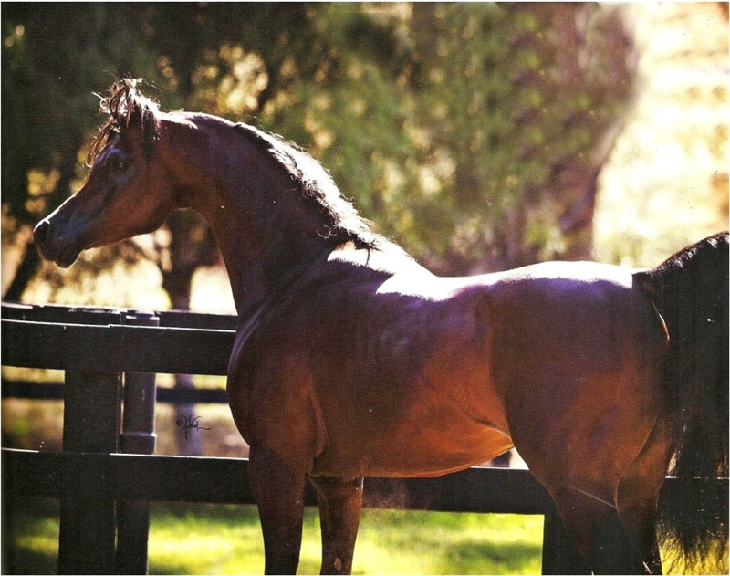 What Is a Coldblood Draft Horse? | Global Equine Marketplace