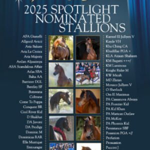 What Is a Foal? Definition and Care | Global Equine Marketplace