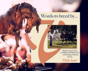 What Is a Friesian Horse? Definition and Traits | Global Equine Marketplace