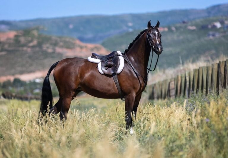 What Is a Gelding? Horse Terms Explained | Global Equine Marketplace