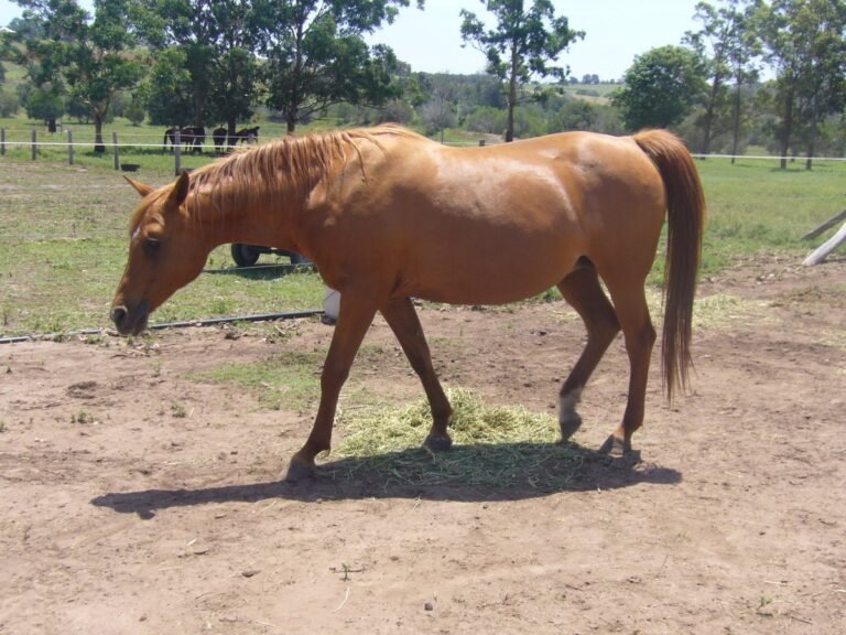 What Is a Horse Coggins Test? | Global Equine Marketplace