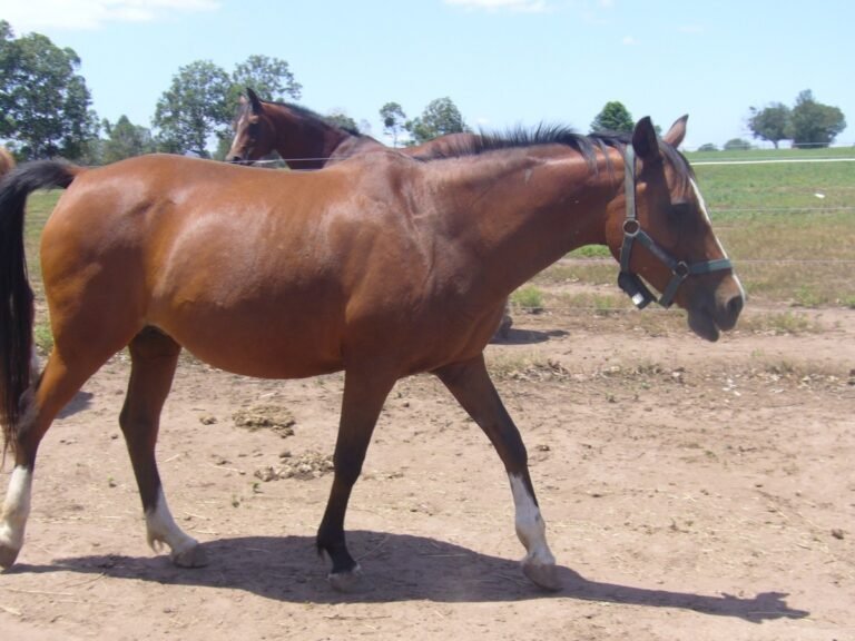 What Is a Horse Vetting and Why It Matters | Global Equine Marketplace
