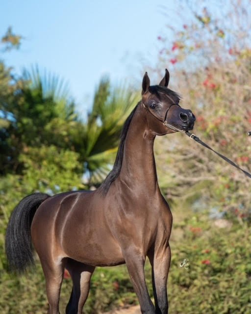 What Is a Hot, Warm and Cold Blood Horse? | Global Equine Marketplace