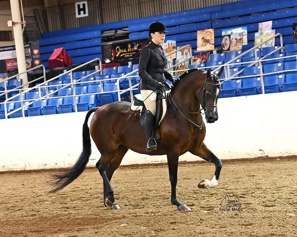 What Is a Mare? Horse Terms Explained | Global Equine Marketplace