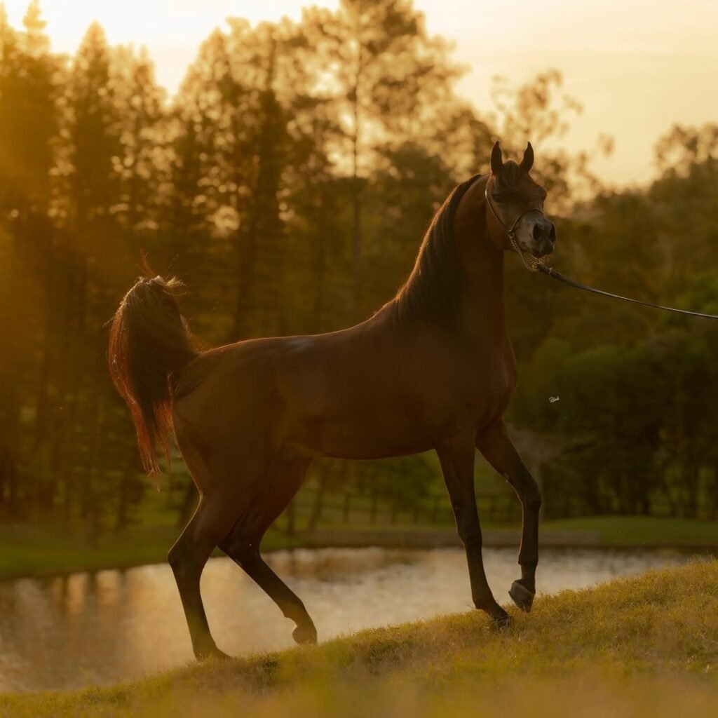 What Is a Purebred vs Crossbred Horse? | Global Equine Marketplace