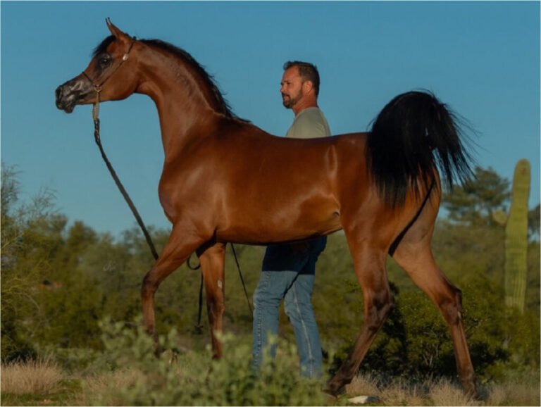 What Is a Sport Horse? | Global Equine Marketplace
