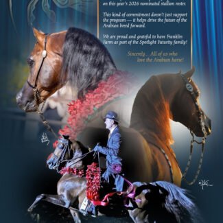 What Is an Arabian Horse? Definition and Traits | Global Equine Marketplace