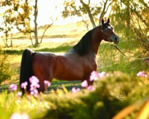 What Is Dressage? Beginner Definition | Global Equine Marketplace