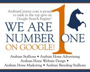What Is Endurance Riding? | Global Equine Marketplace