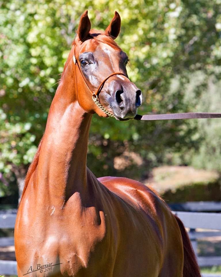 What Is Horse Conformation and Why It Matters | Global Equine Marketplace