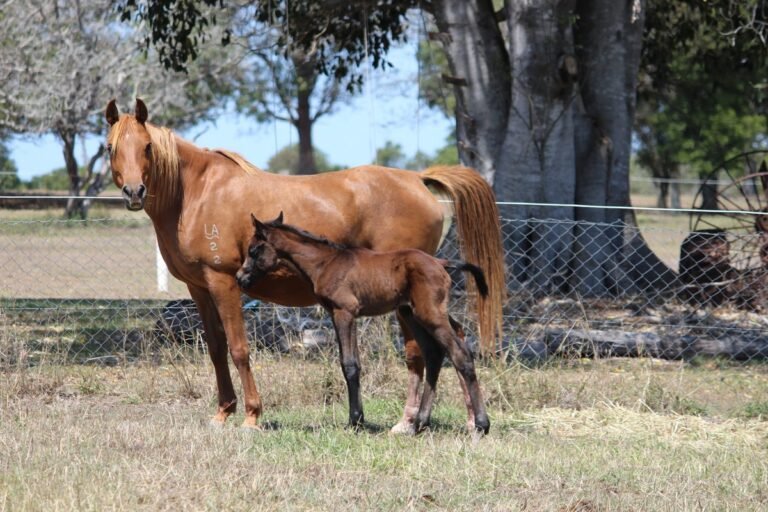 What Is Quarantine for Horses? | Global Equine Marketplace