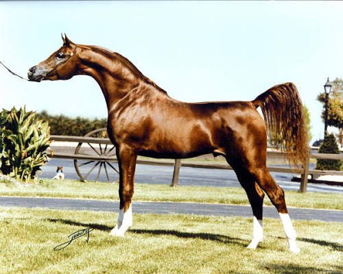 What Is Show Jumping? Beginner Definition | Global Equine Marketplace